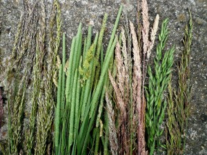 foraging grass for basketry