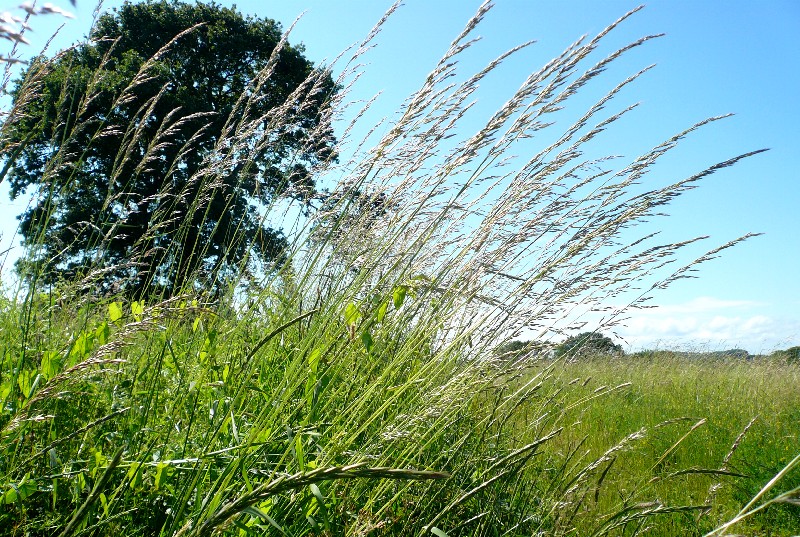 wild grasses
