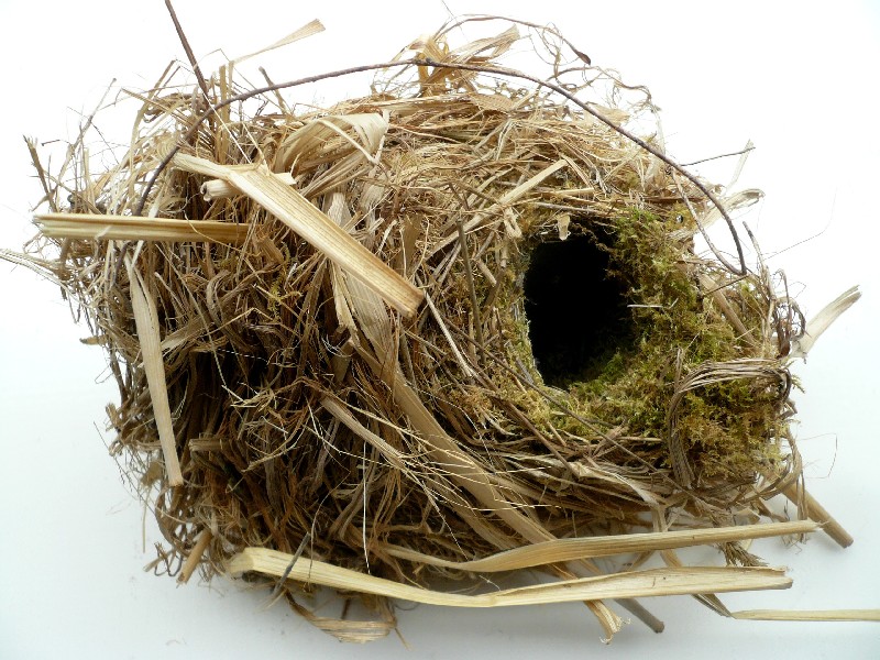 wren's nest