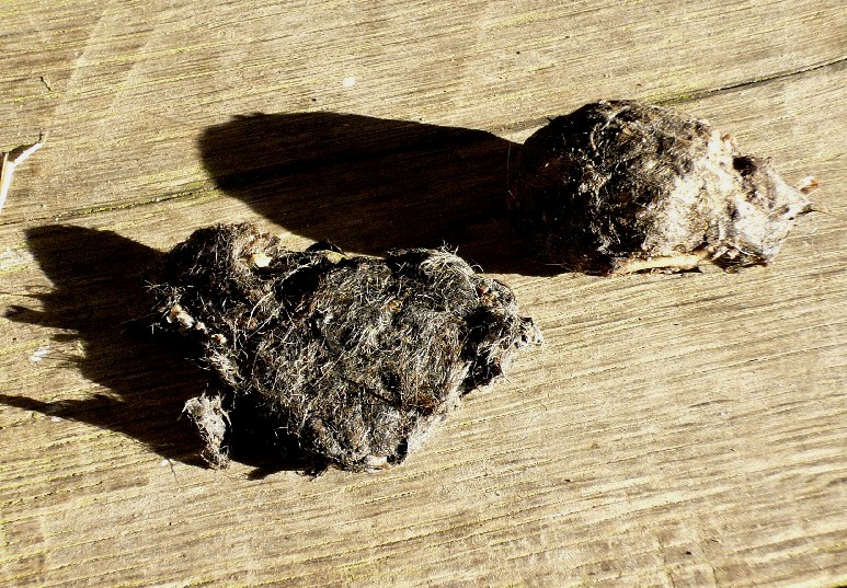 barn owl pellets resized