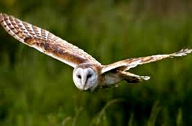 barn owl