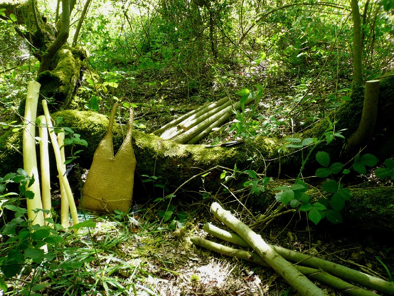 foraging willow bark