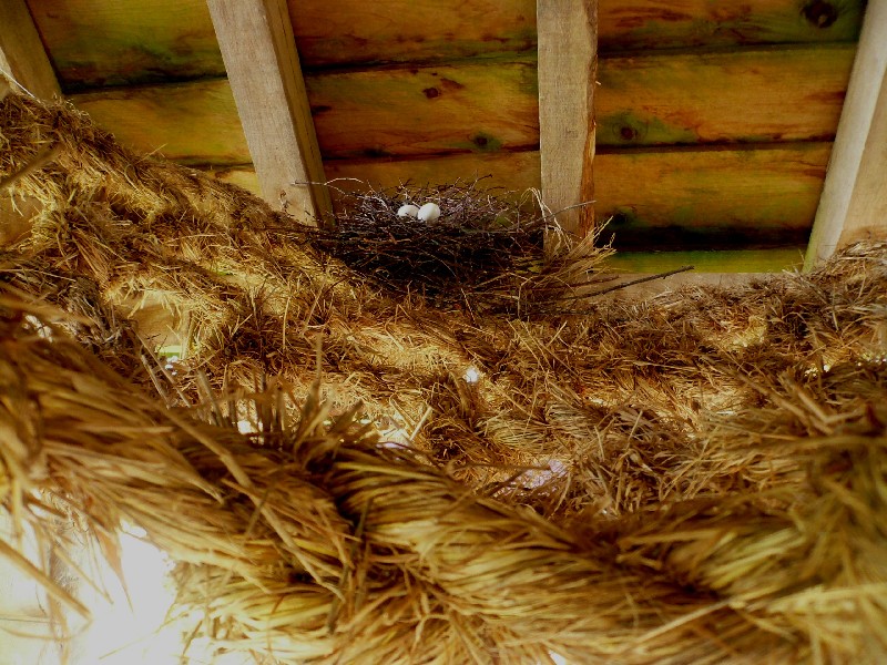 pigeon's nest on Meadow Weave Wakehurst