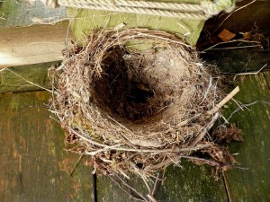 thrush nest