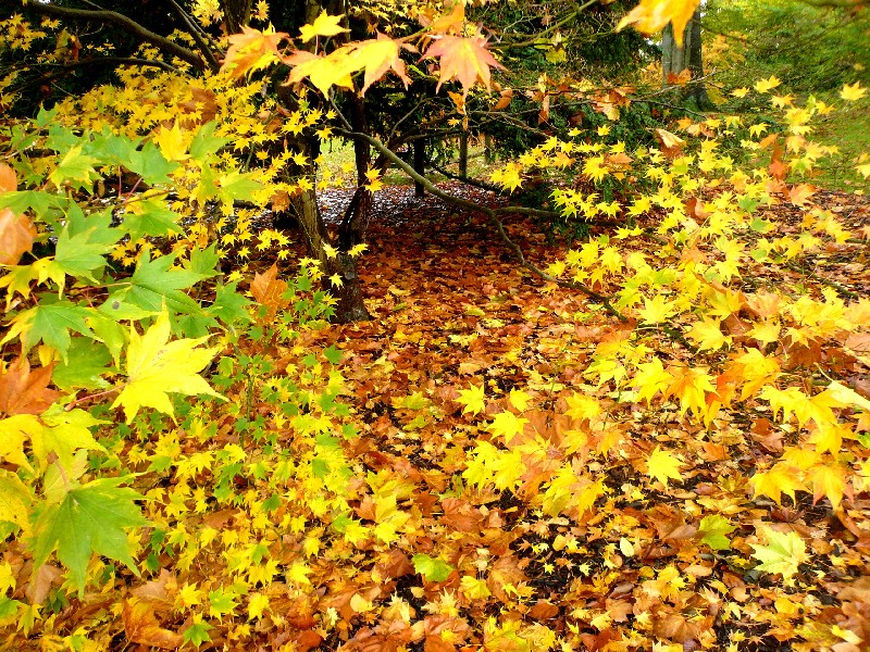 wakehurst autumn leaves
