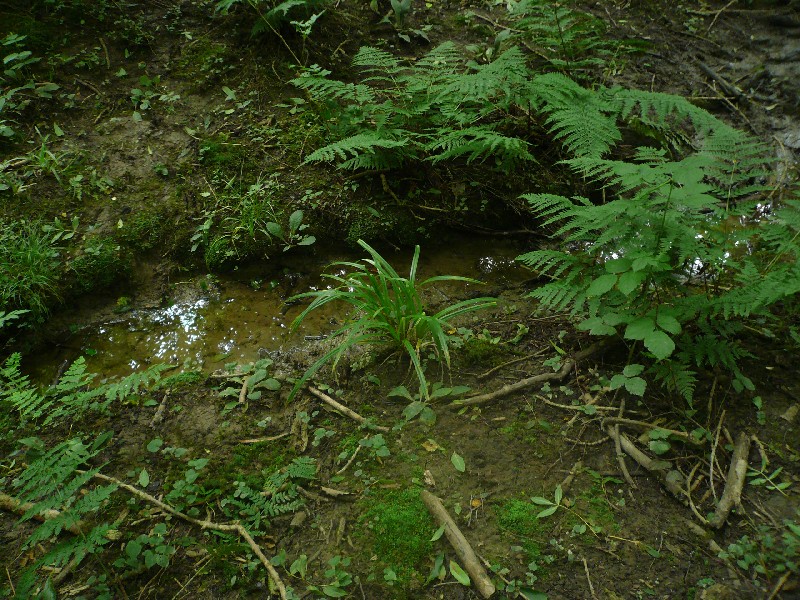 where to dig clay for wild pottery