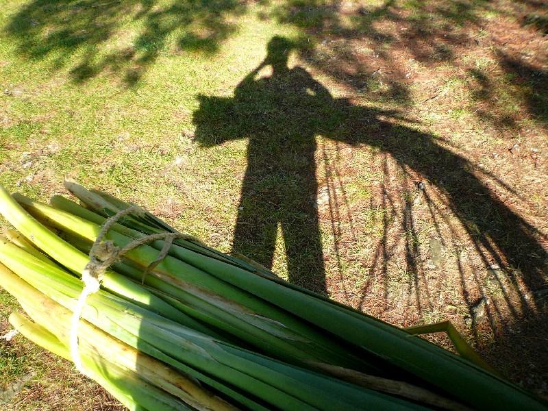 foraging bulrush for basketry