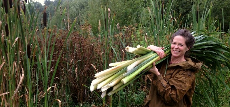 reed mace, cattail harvest