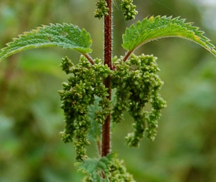 when to harvest nettle