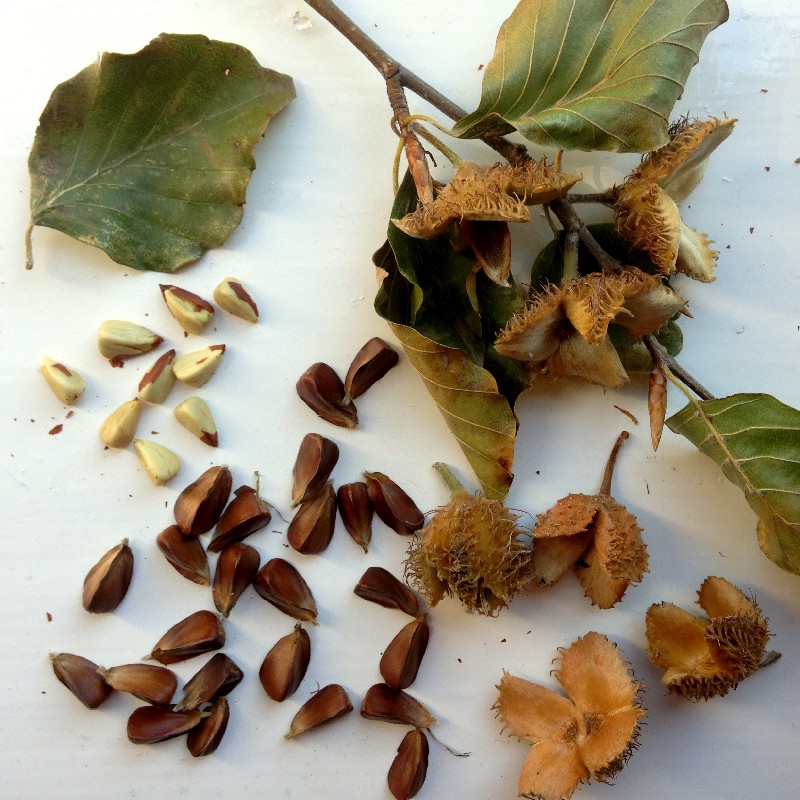 edible beech nuts (beechmast)