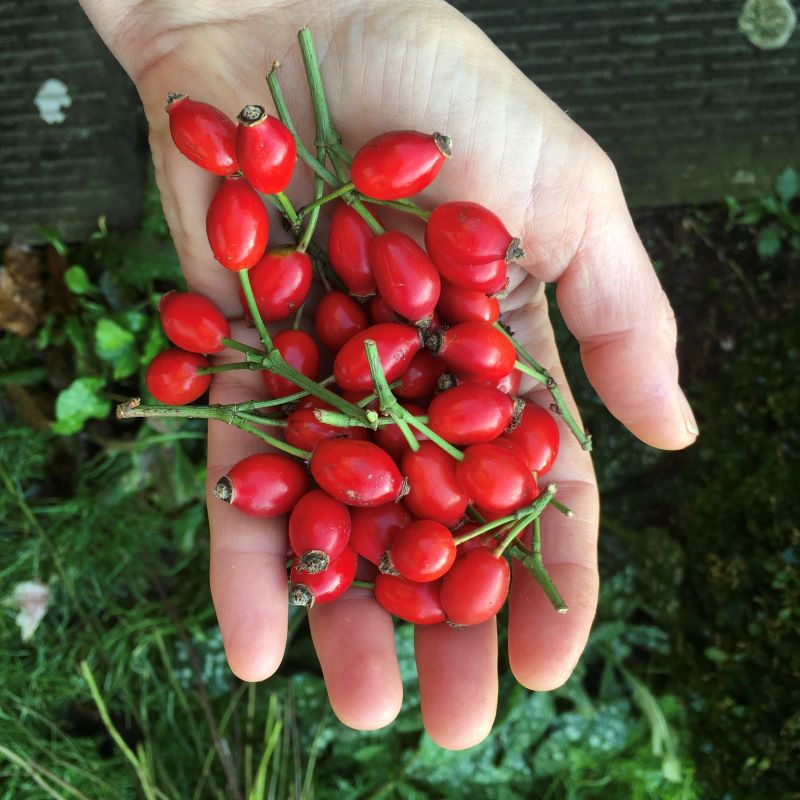 wild rose hip recipe