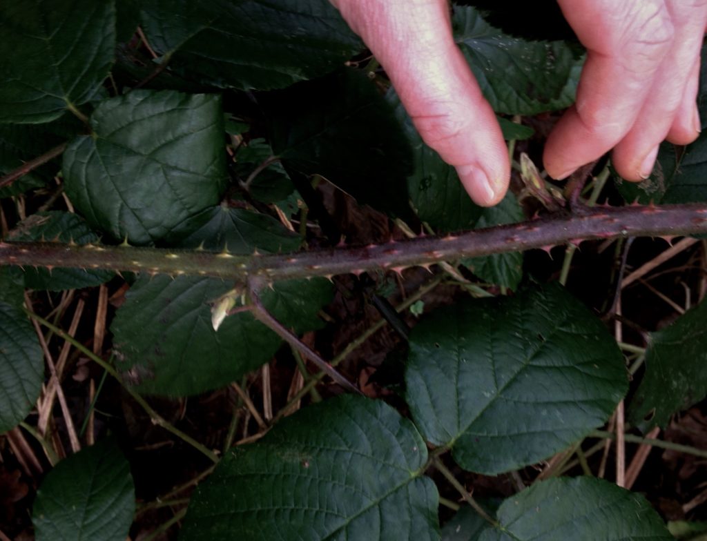 Bramble Plant Info: What Are The Characteristics Of Brambles