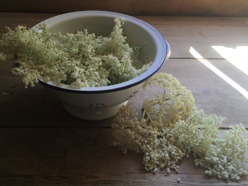 elderflower fritter recipe