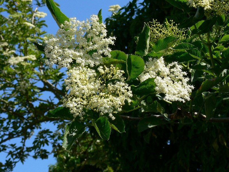 elderflower recipe