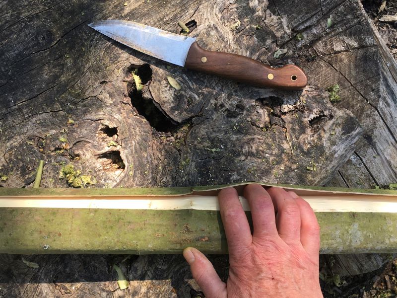 harvesting willow bark