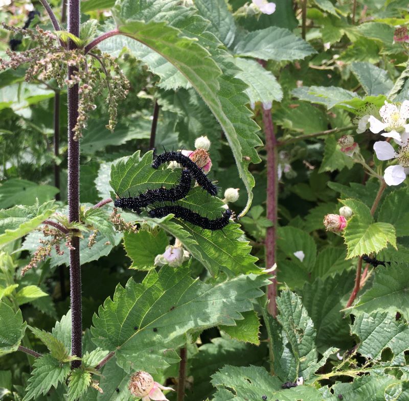 peacock butterfly caterpillars on nettles