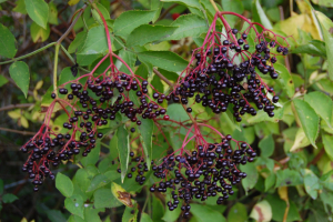 elderberry recipe