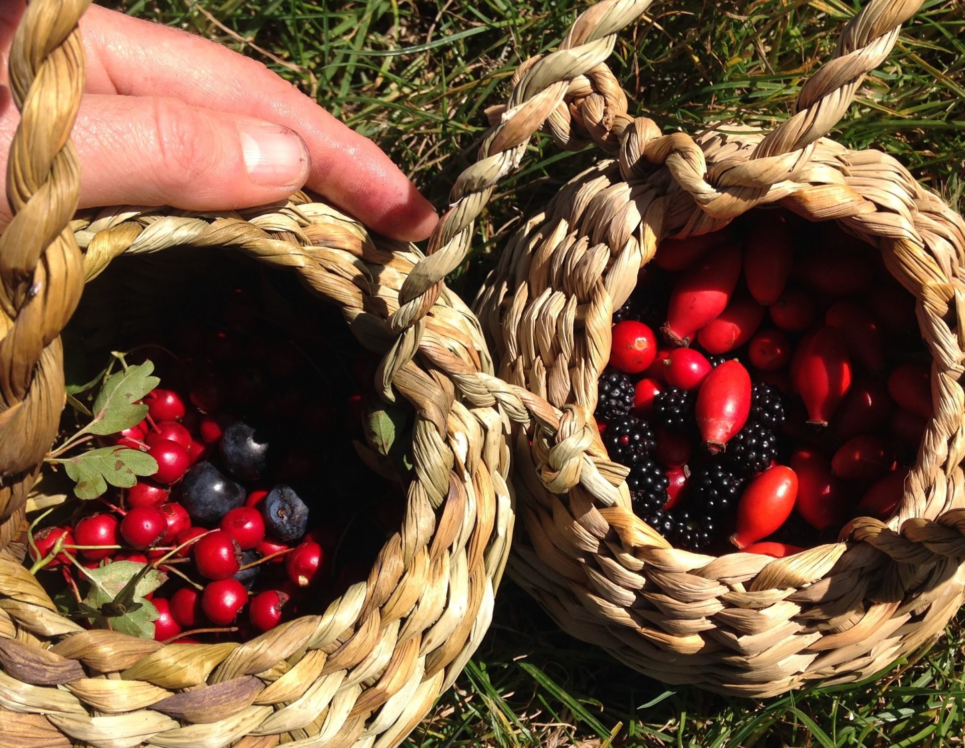 foraging baskets course sussex