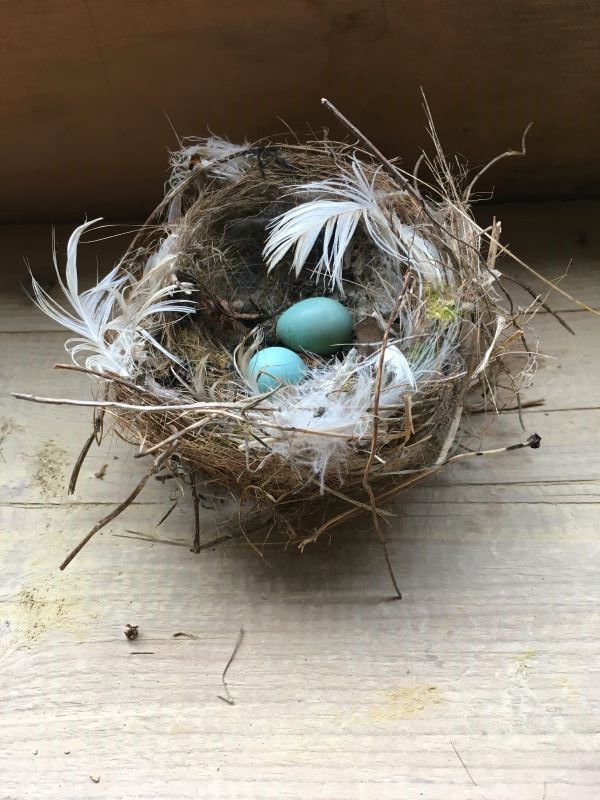 dunnock nest