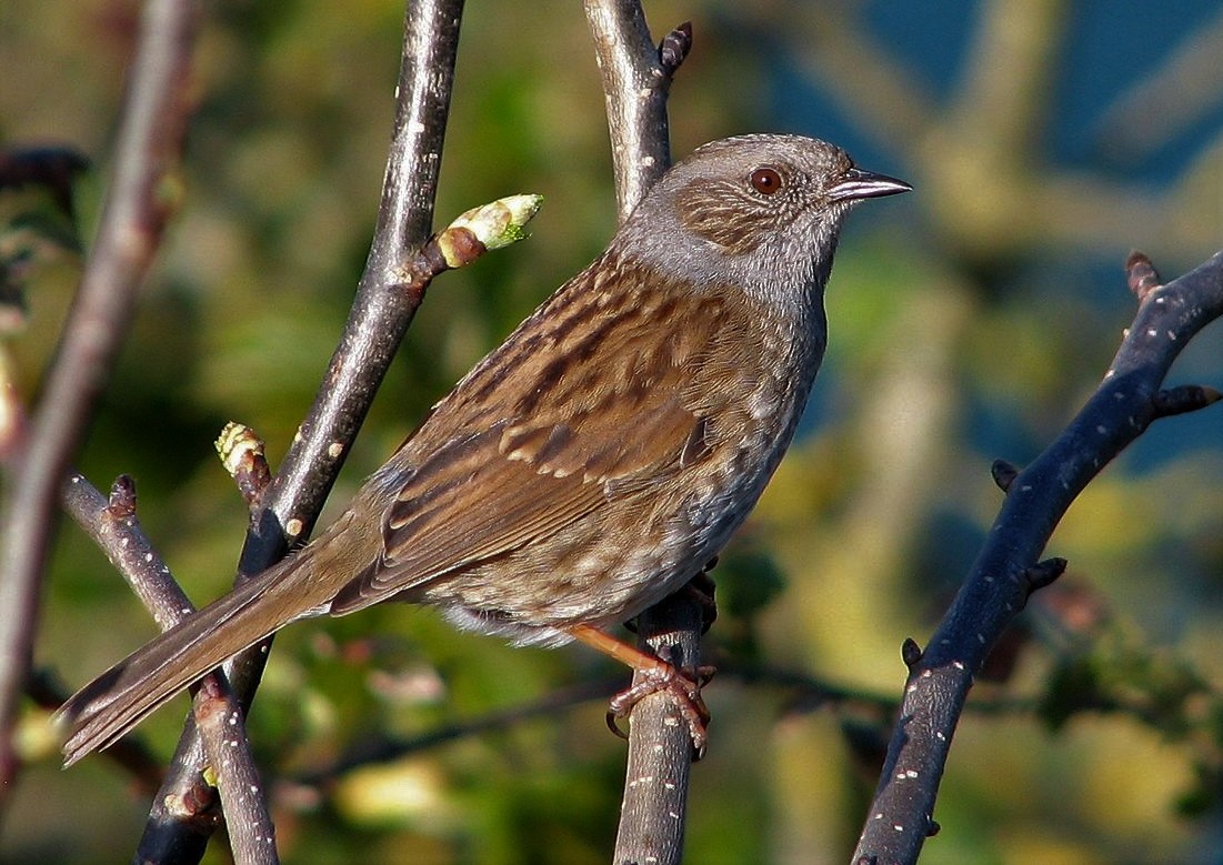 dunnock wiki