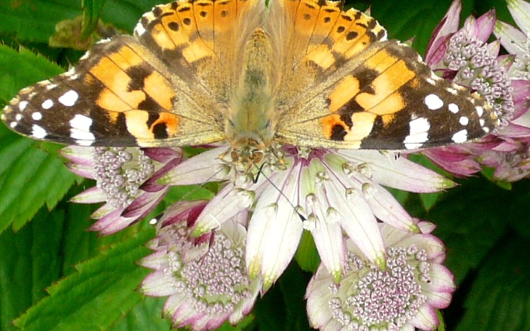Migration of the Painted Lady Butterfly