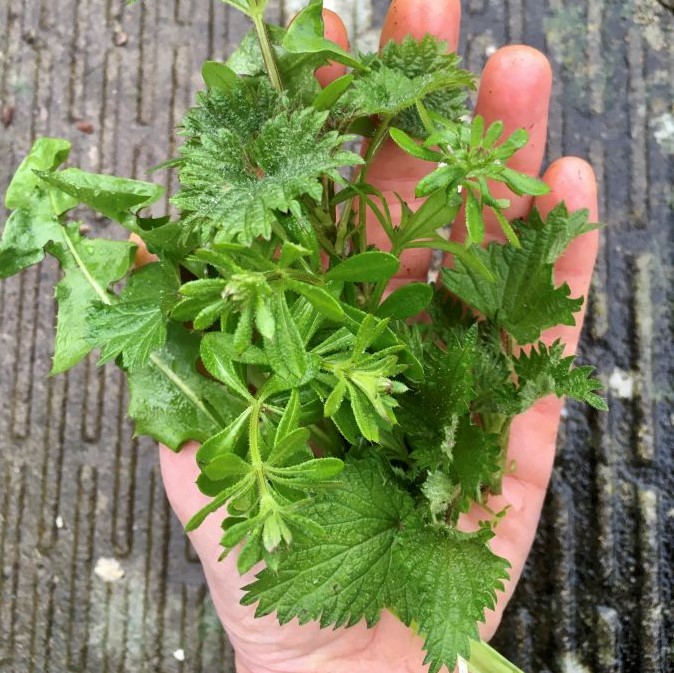 cleavers and nettle juice