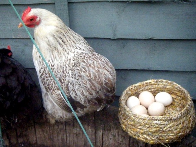 lucy's grass basket