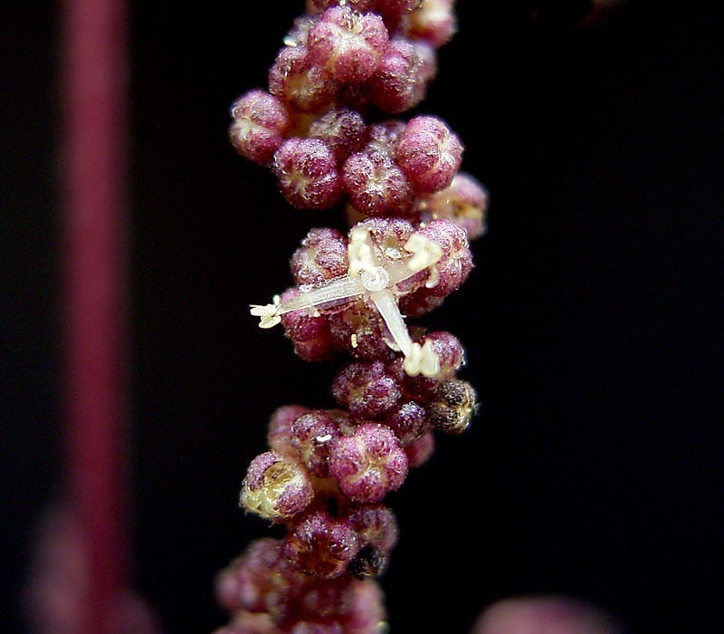 male nettle flowers