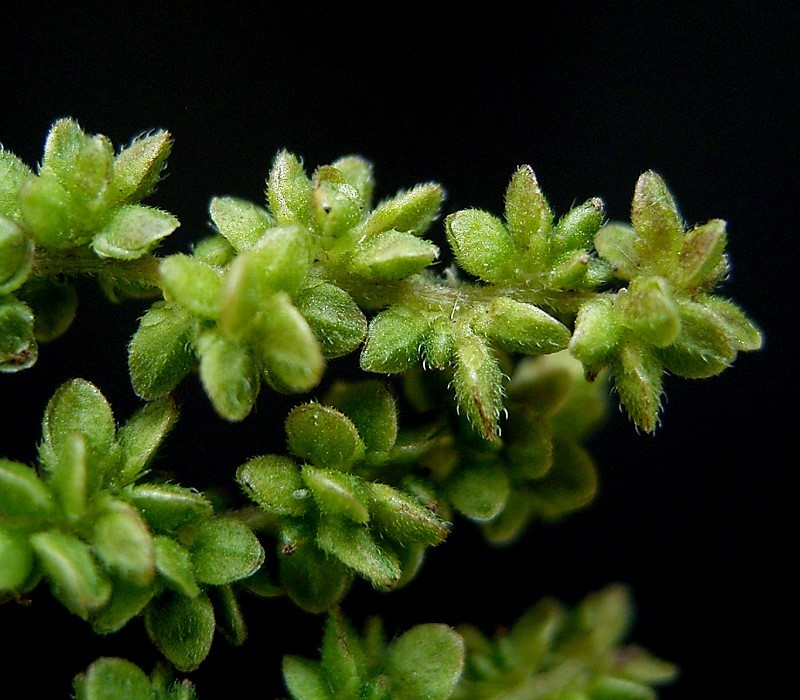 nettle seeds female