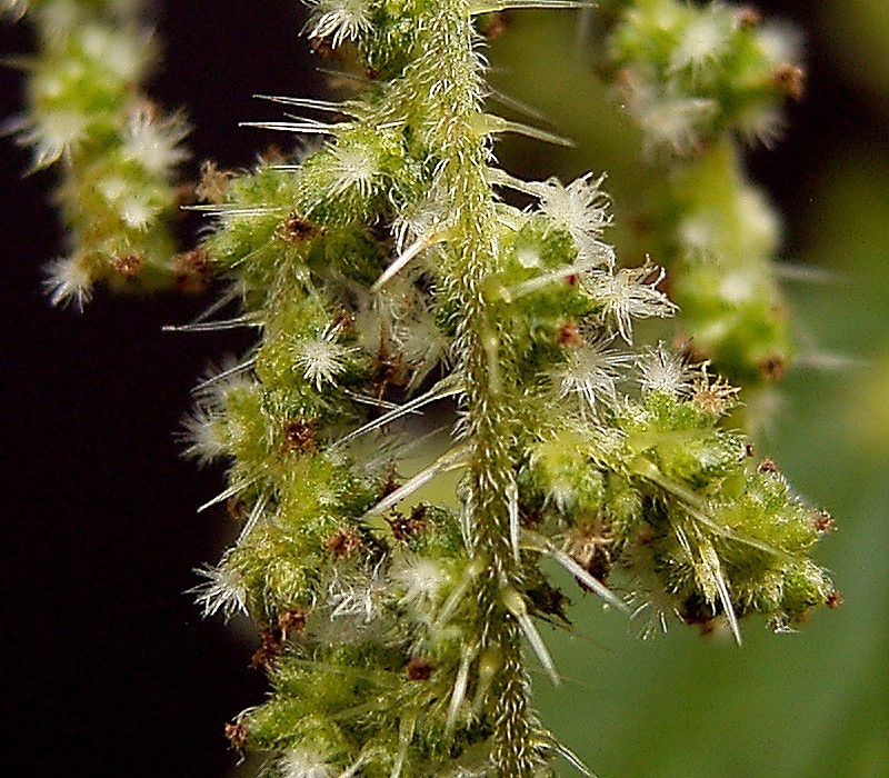 nettle female flowers