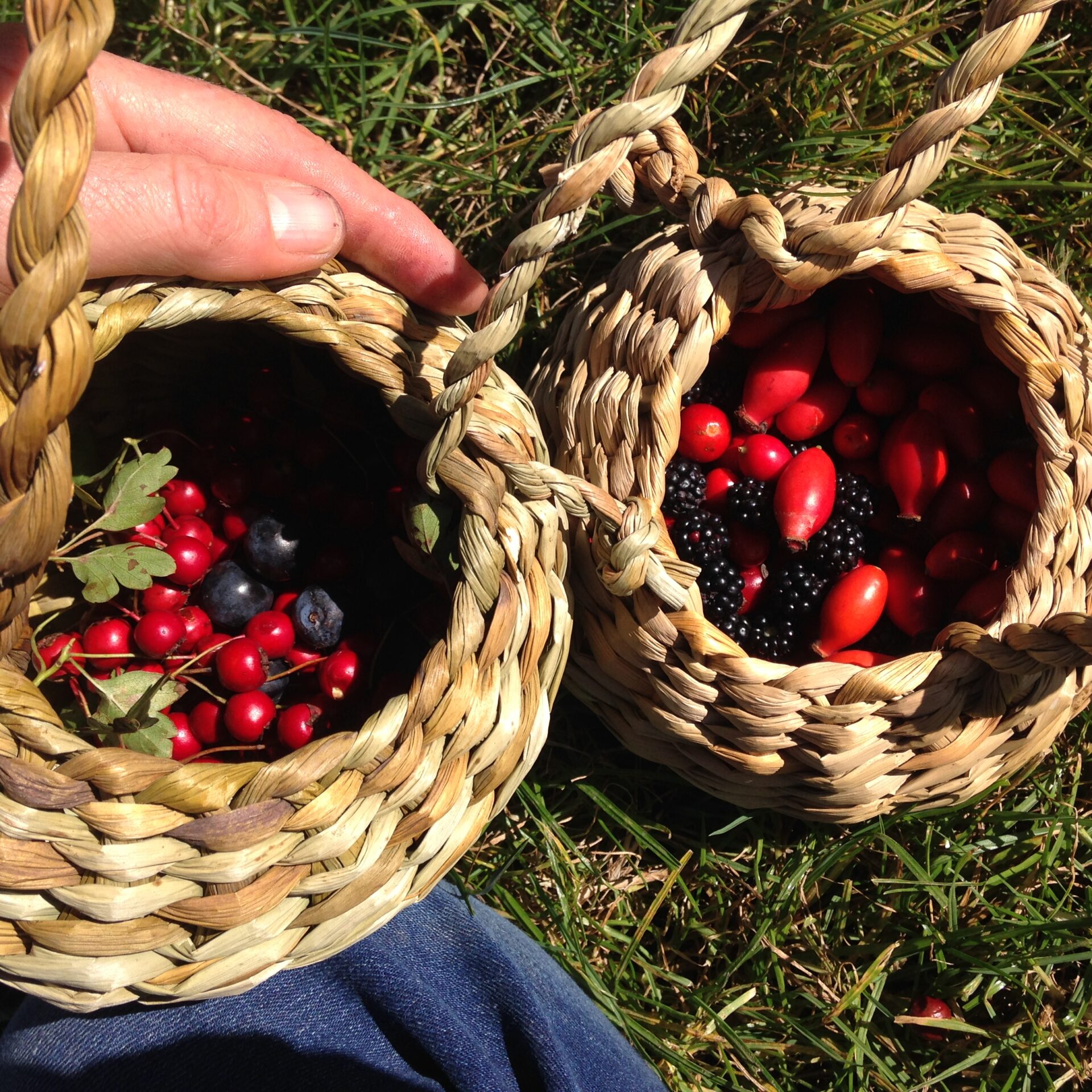 foraging baskets course sussex