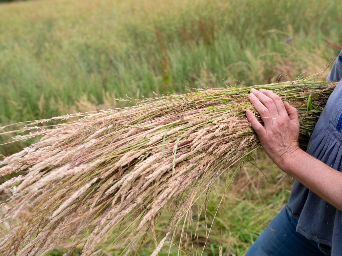 Wild Pottery courses