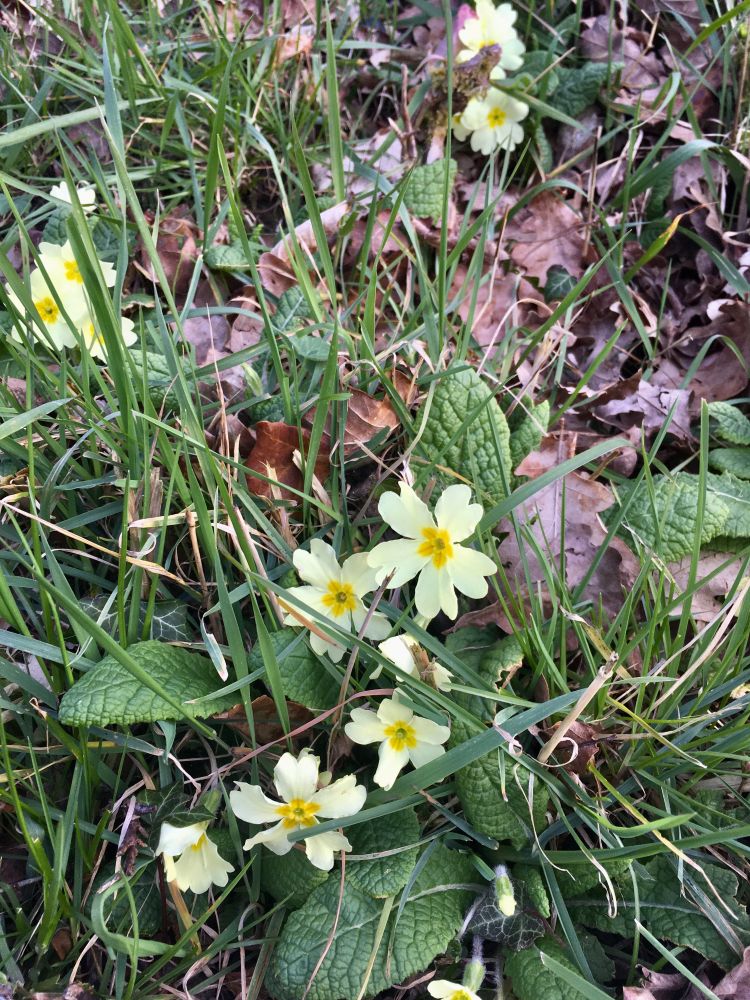 wild rose hip recipe