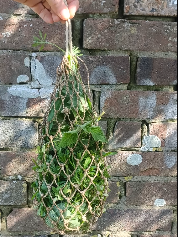 recipe for nettle soup